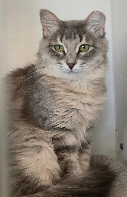Kunoichi, Adoptable, Young Female Domestic Long Hair & Domestic Short Hair.