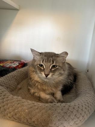 Kunoichi, Adoptable, Young Female Domestic Long Hair & Domestic Short Hair.