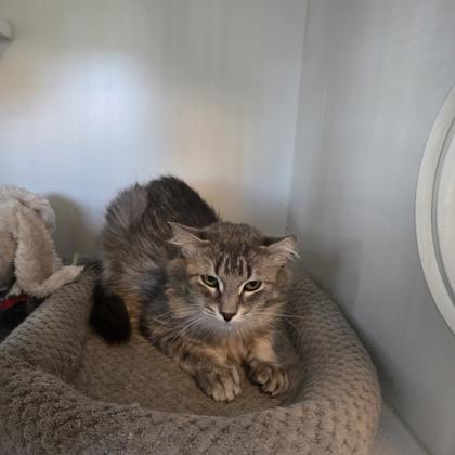 Kunoichi, Adoptable, Young Female Domestic Long Hair & Domestic Short Hair.