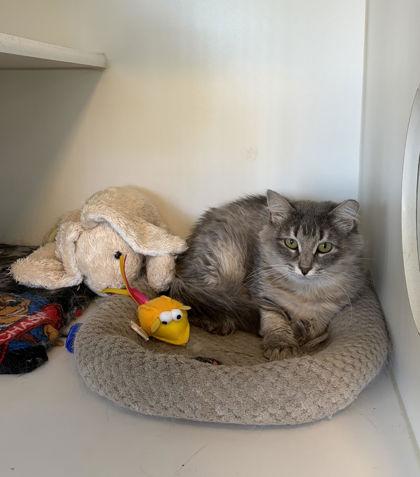 Kunoichi, Adoptable, Young Female Domestic Long Hair & Domestic Short Hair.