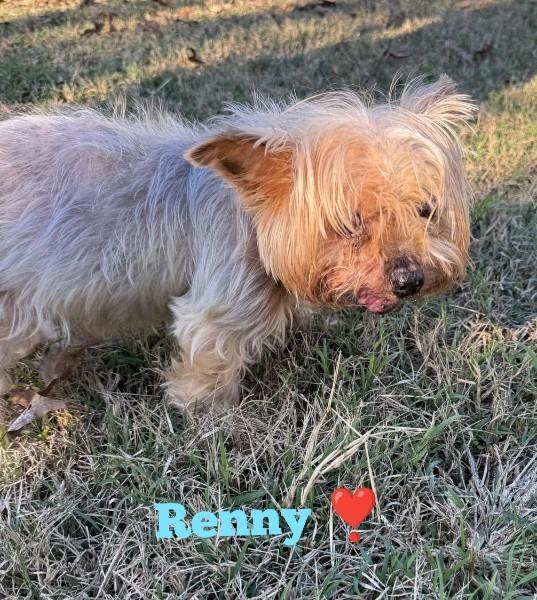Enlarge Renny, a Adoptable Yorkshire Terrier in Bryan, TX image 1/6