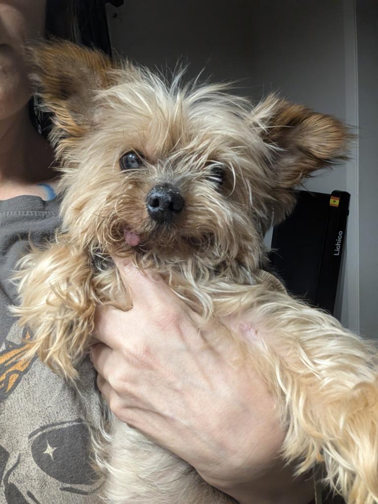 Remi, a Adoptable Yorkshire Terrier in Bryan, TX image 2/6