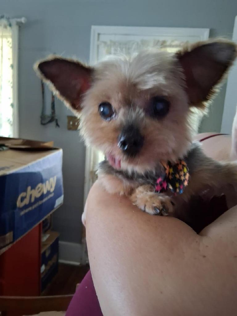 Enlarge Renny, a Adoptable Yorkshire Terrier in Bryan, TX image 2/6