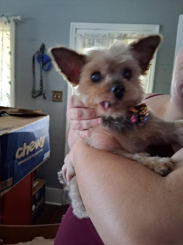 Enlarge Renny, a Adoptable Yorkshire Terrier in Bryan, TX image 3/6