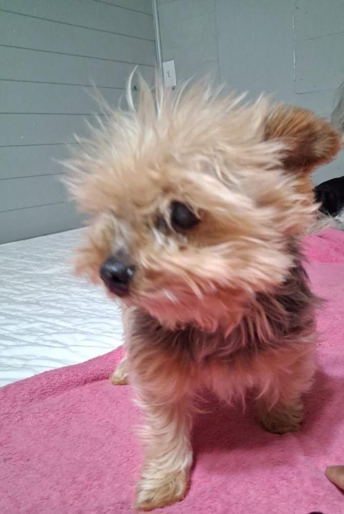 Enlarge Renny, a Adoptable Yorkshire Terrier in Bryan, TX image 4/6