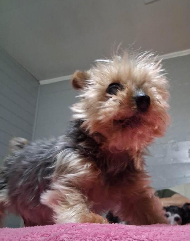 Enlarge Renny, a Adoptable Yorkshire Terrier in Bryan, TX image 5/6
