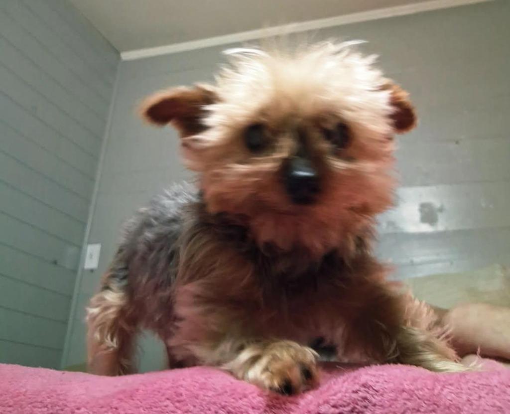 Enlarge Renny, a Adoptable Yorkshire Terrier in Bryan, TX image 6/6