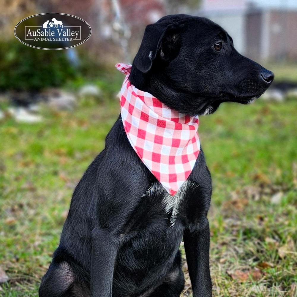 Chyna, an adoptable Australian Cattle Dog / Blue Heeler, American Staffordshire Terrier in Grayling, MI, 49738 | Photo Image 4