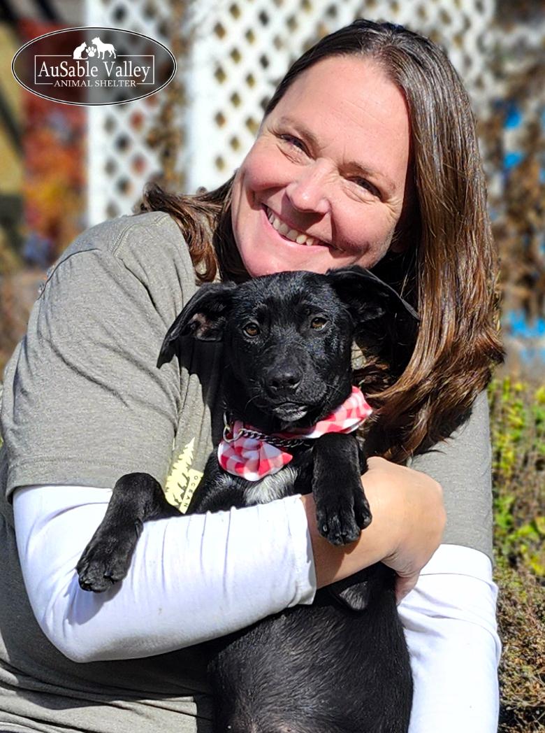 Chyna, an adoptable Australian Cattle Dog / Blue Heeler, American Staffordshire Terrier in Grayling, MI, 49738 | Photo Image 5