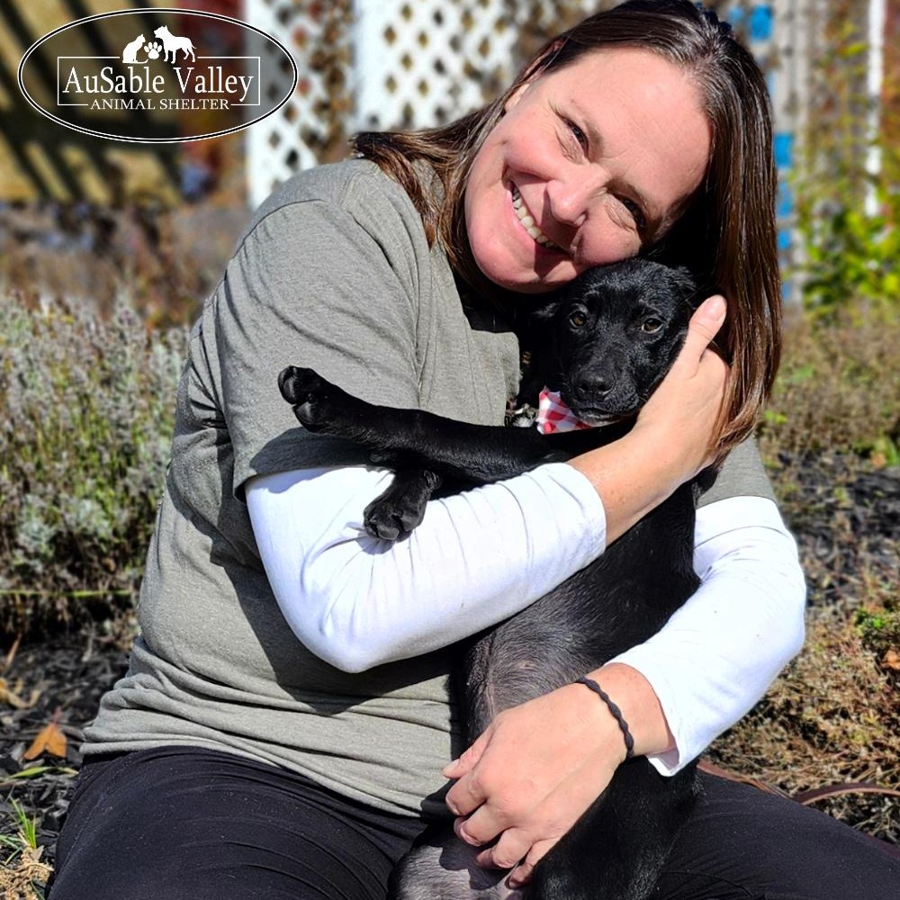 Chyna, an adoptable Australian Cattle Dog / Blue Heeler, American Staffordshire Terrier in Grayling, MI, 49738 | Photo Image 6