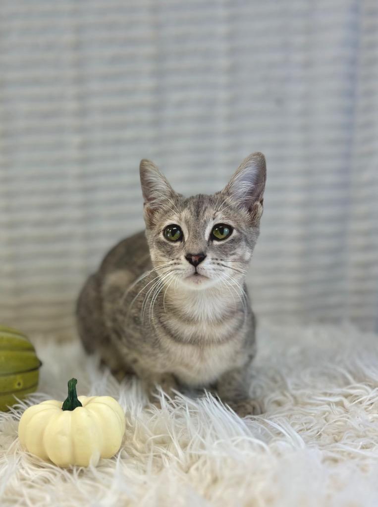 River, Adoptable, Young Female Tabby.
