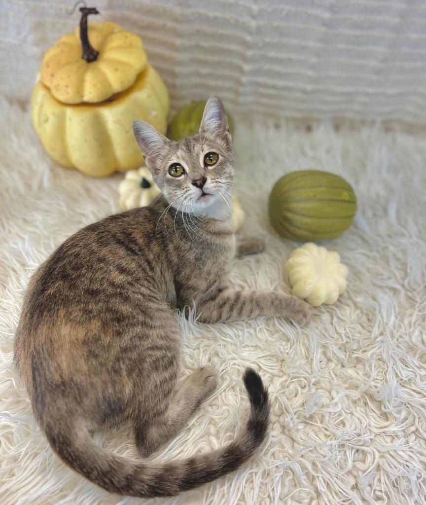 River, a Adoptable Tabby in Nacogdoches, TX image 2/6