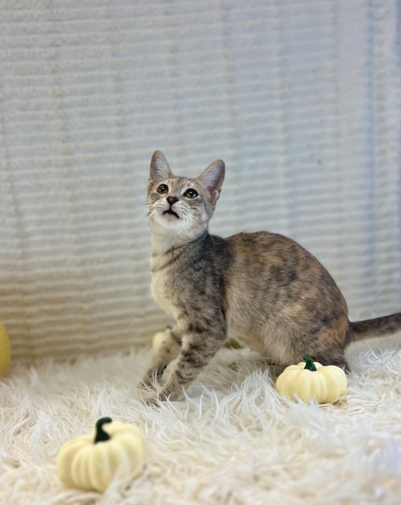 River, a Adoptable Tabby in Nacogdoches, TX image 3/6