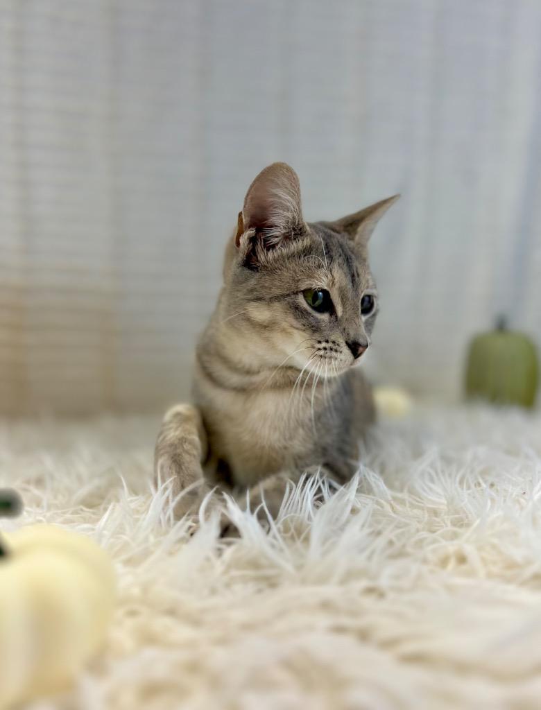 River, a Adoptable Tabby in Nacogdoches, TX image 4/6