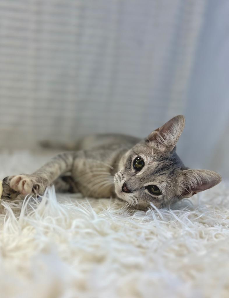 River, a Adoptable Tabby in Nacogdoches, TX image 5/6