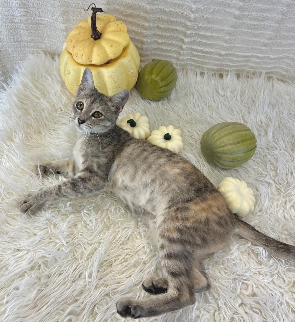 River, a Adoptable Tabby in Nacogdoches, TX image 6/6