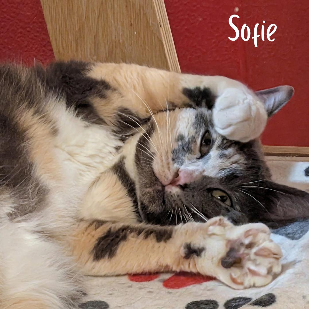 Sofie, Adopted, Adult Female Domestic Short Hair.
