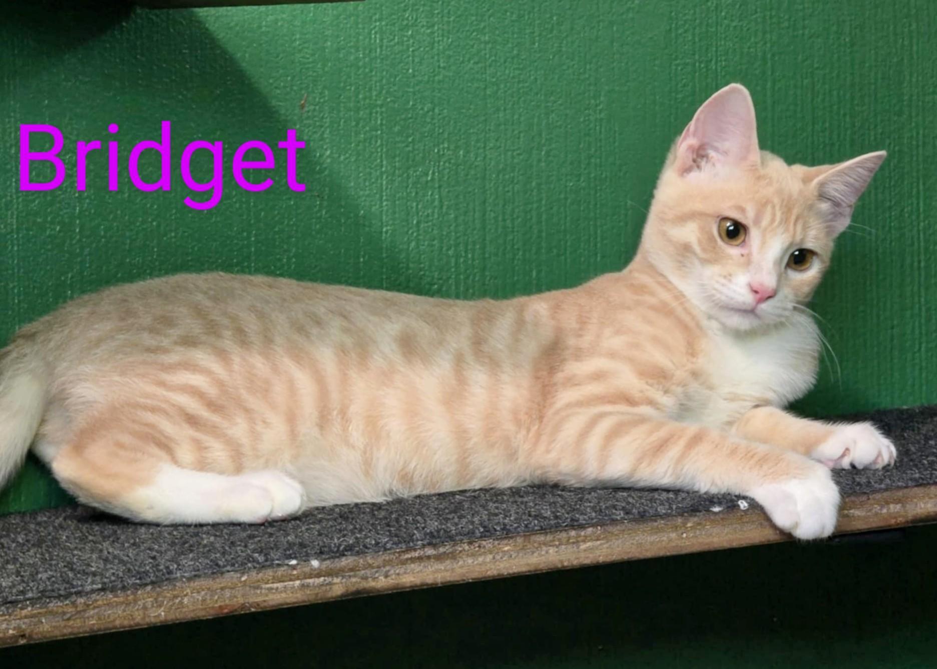 Bridget