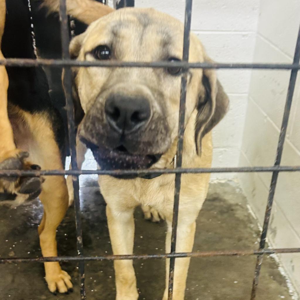 Bear, Adoptable, Adult Male Shepherd.
