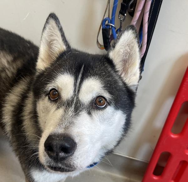 Fluff Guy, Adoptable, Adult Male Siberian Husky.
