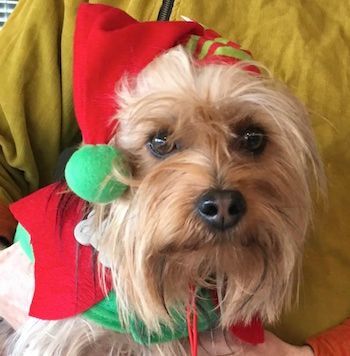 Smokey, Adopted, Adult Male Silky Terrier.