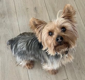 Enlarge Smokey, a Adopted Silky Terrier in Blacksburg, VA image 2/3