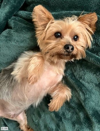 Enlarge Smokey, a Adopted Silky Terrier in Blacksburg, VA image 3/3