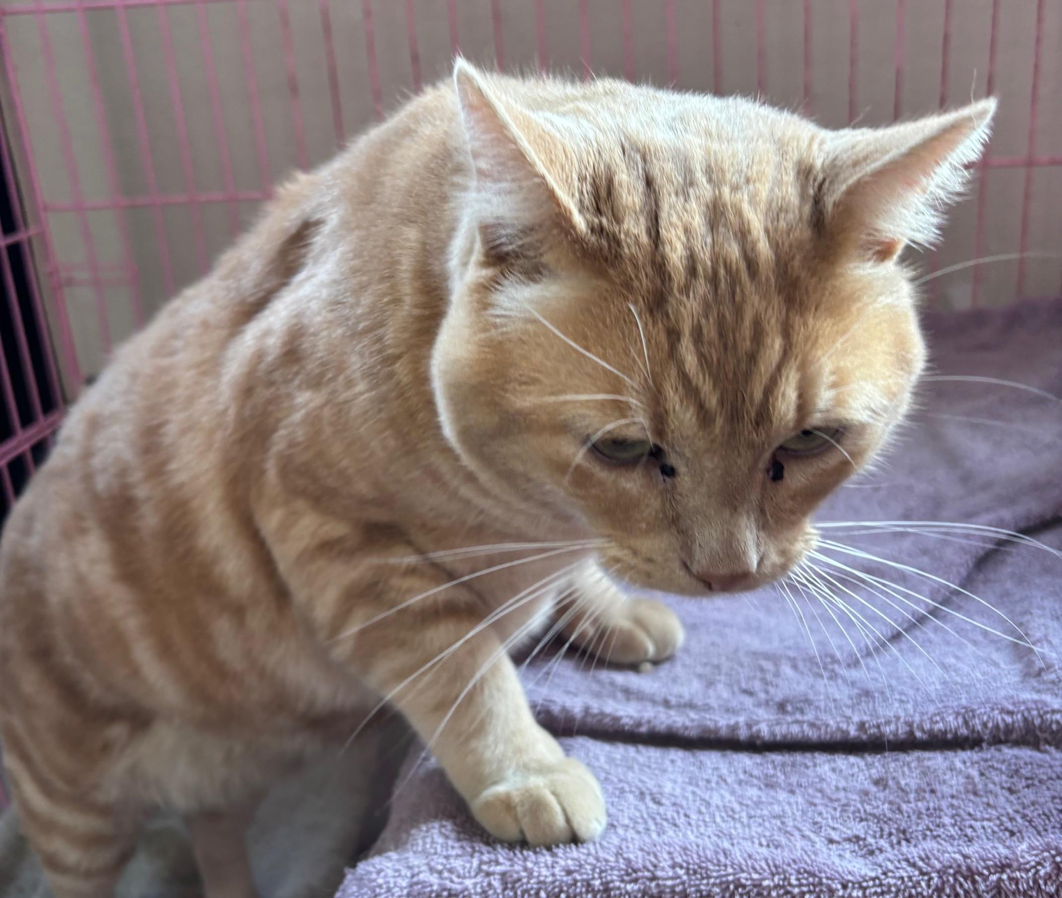 Peabody, ADOPTABLE, Adult Male Tabby.