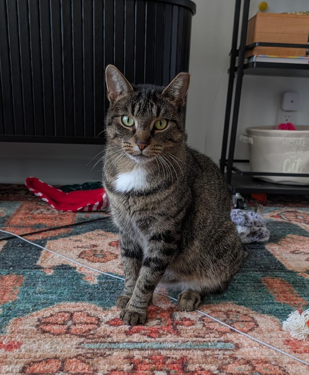 Enlarge Andie, a ADOPTABLE Domestic Short Hair in Toronto, ON image 2/6