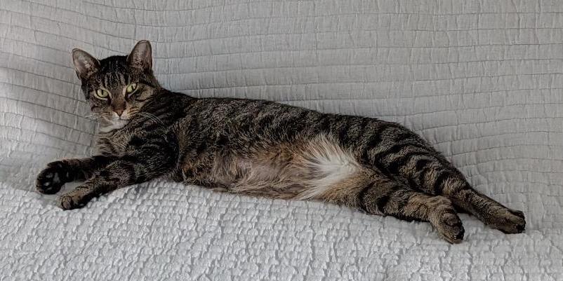 Enlarge Andie, a ADOPTABLE Domestic Short Hair in Toronto, ON image 3/6