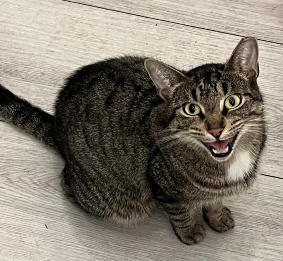 Enlarge Andie, a ADOPTABLE Domestic Short Hair in Toronto, ON image 6/6