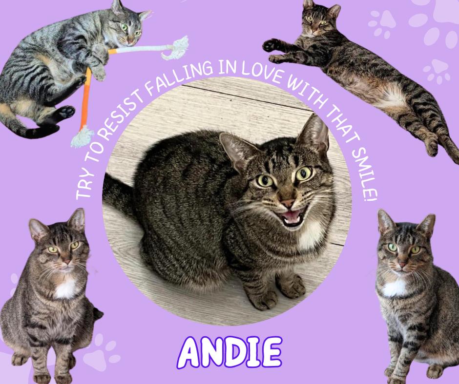 Andie, ADOPTABLE, Adult Female Domestic Short Hair.