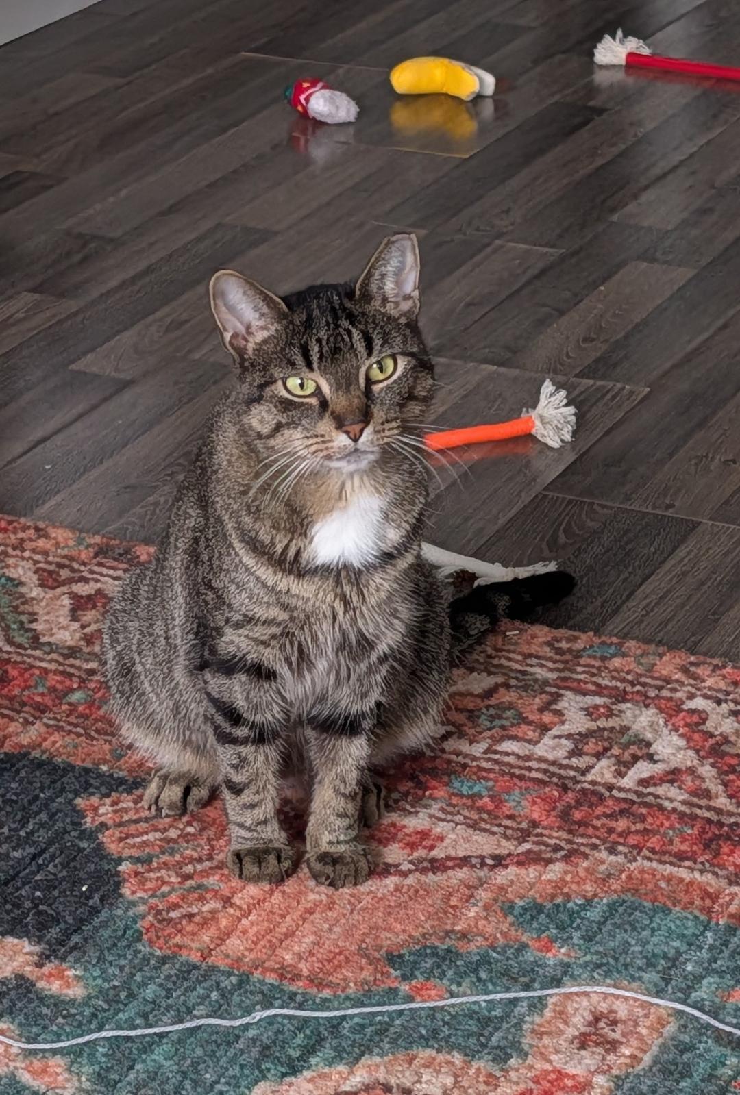 Enlarge Andie, a ADOPTABLE Domestic Short Hair in Toronto, ON image 5/6