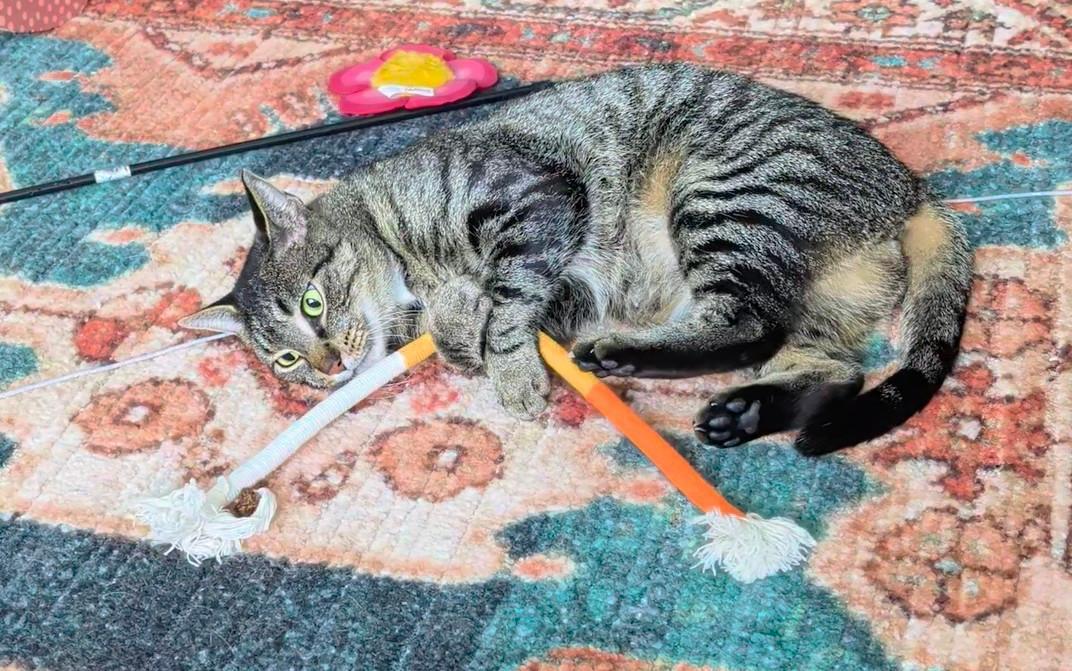 Enlarge Andie, a ADOPTABLE Domestic Short Hair in Toronto, ON image 4/6