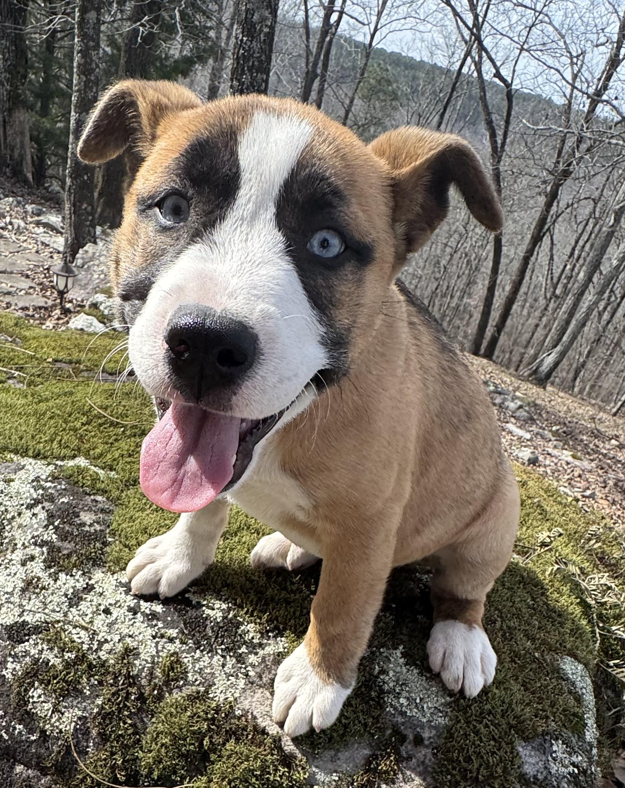 Enlarge Ayla, a Adoptable mixed breed in Johnston , RI image 2/2