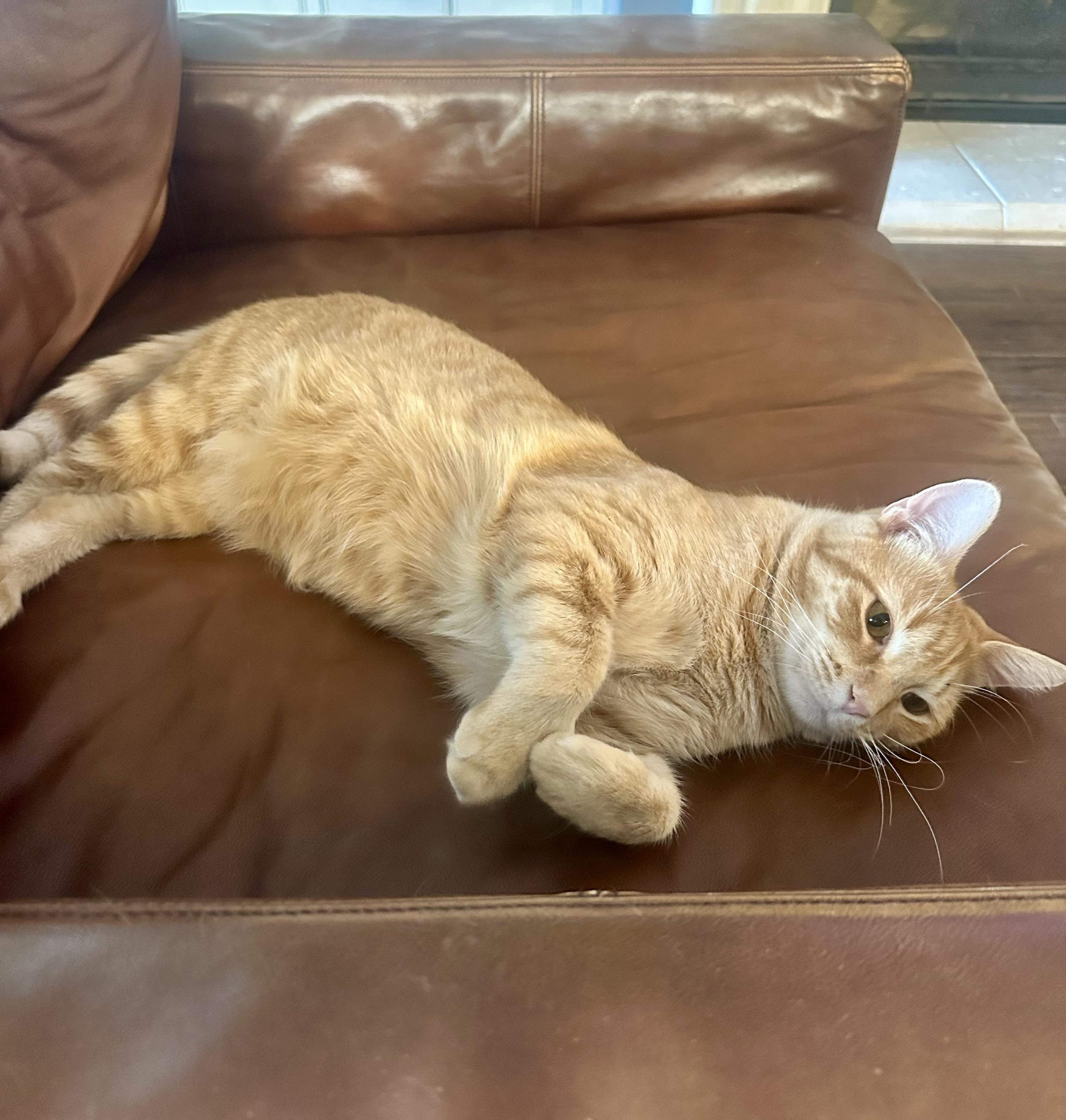 Wiggles (dog lover), a Adoptable Domestic Short Hair in Houston, TX image 1/5