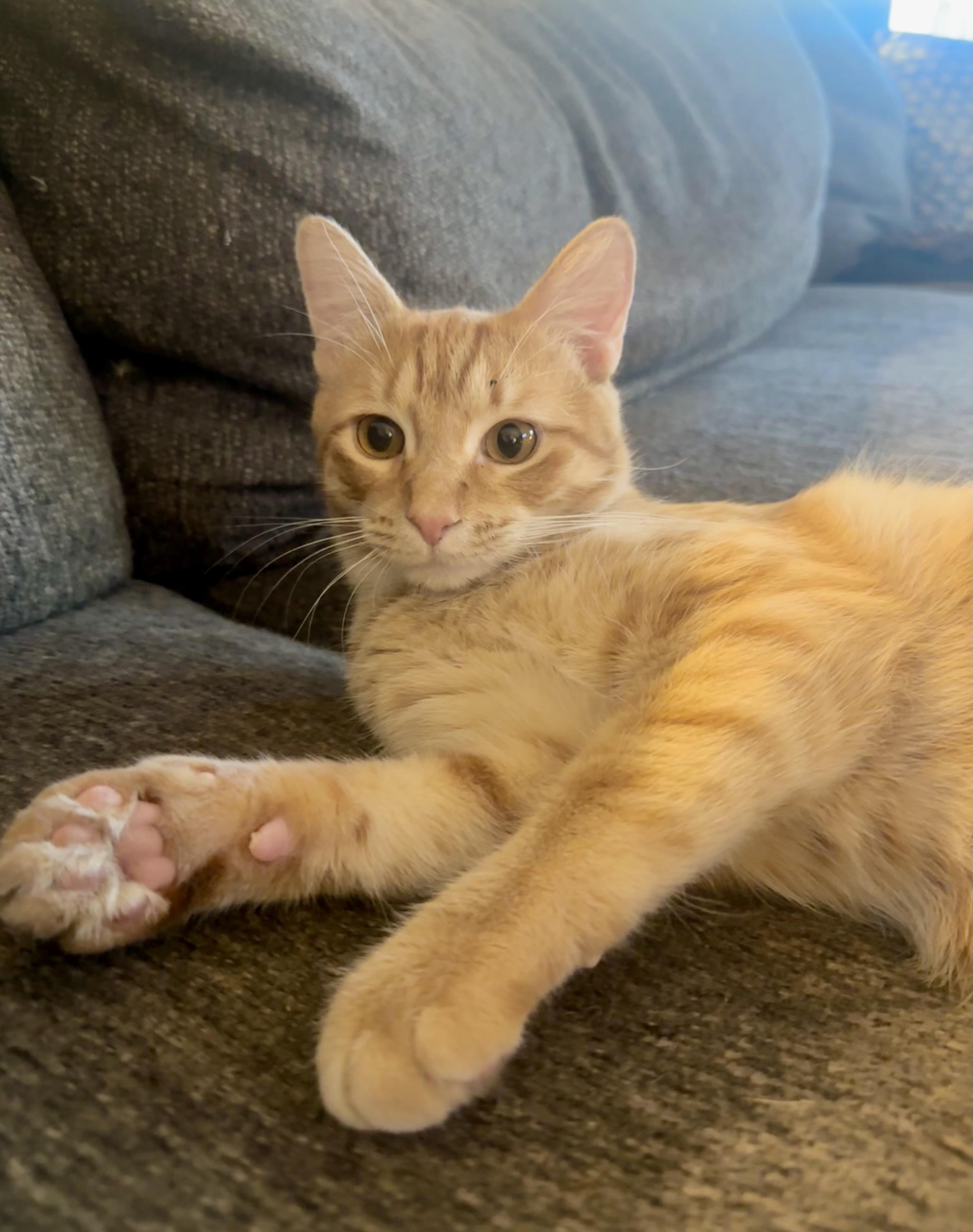 Wiggles (dog lover), a Adoptable Domestic Short Hair in Houston, TX image 5/5