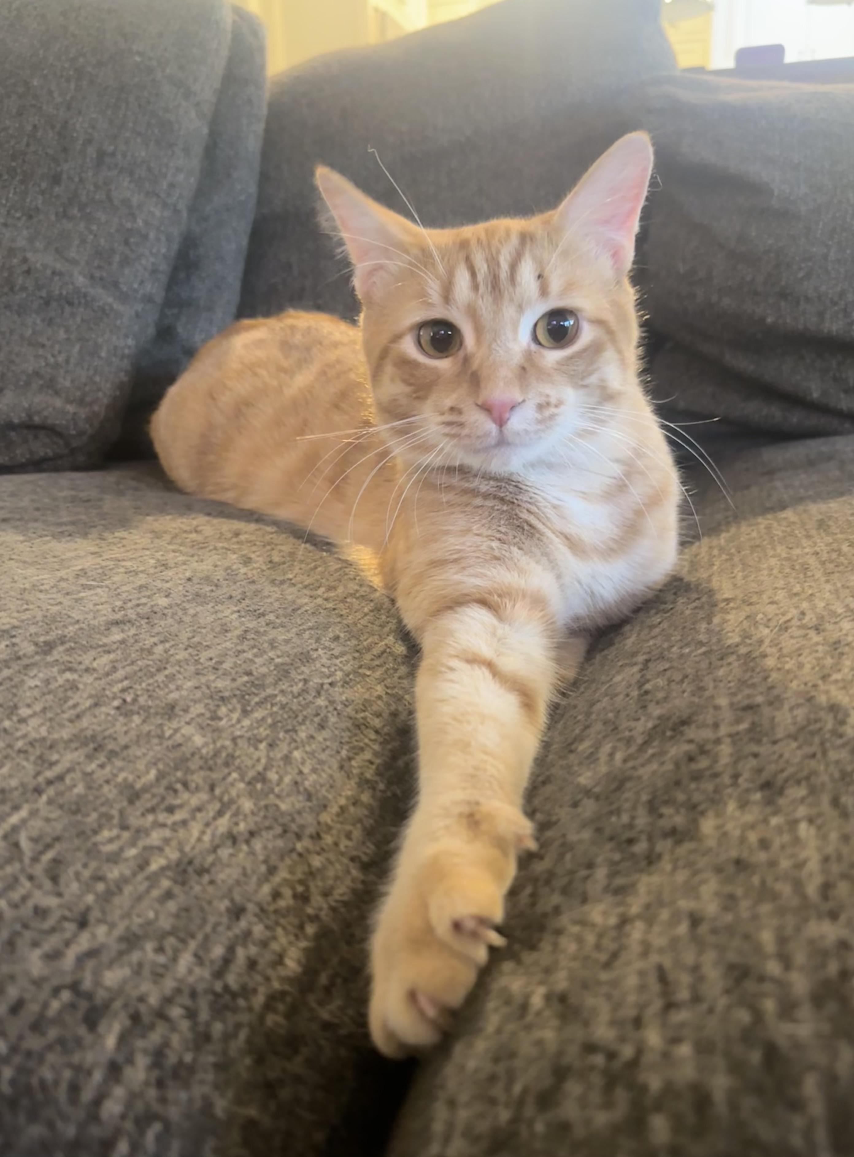 Wiggles (dog lover), a Adoptable Domestic Short Hair in Houston, TX image 3/5