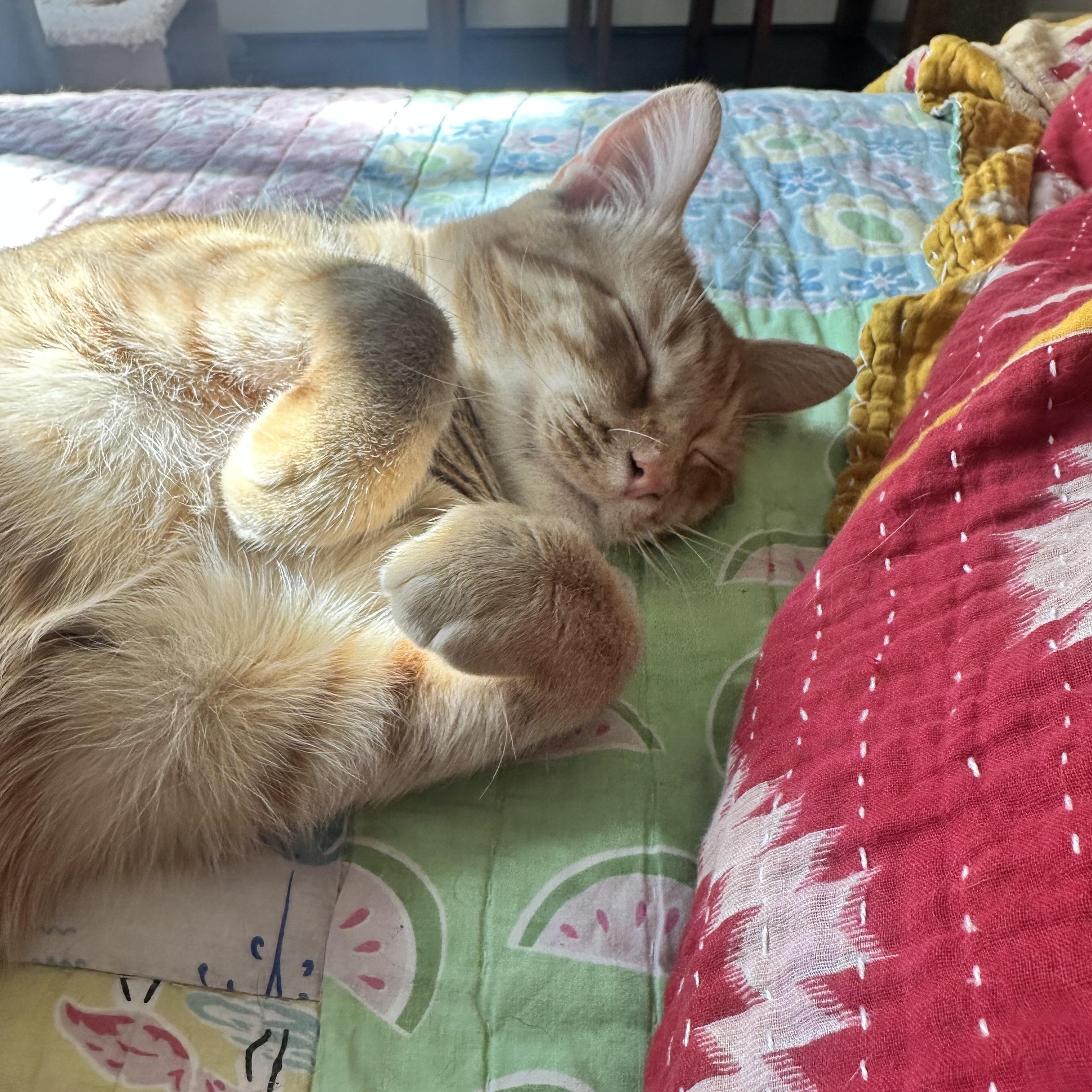 Wiggles (dog lover), a Adoptable Domestic Short Hair in Houston, TX image 4/5