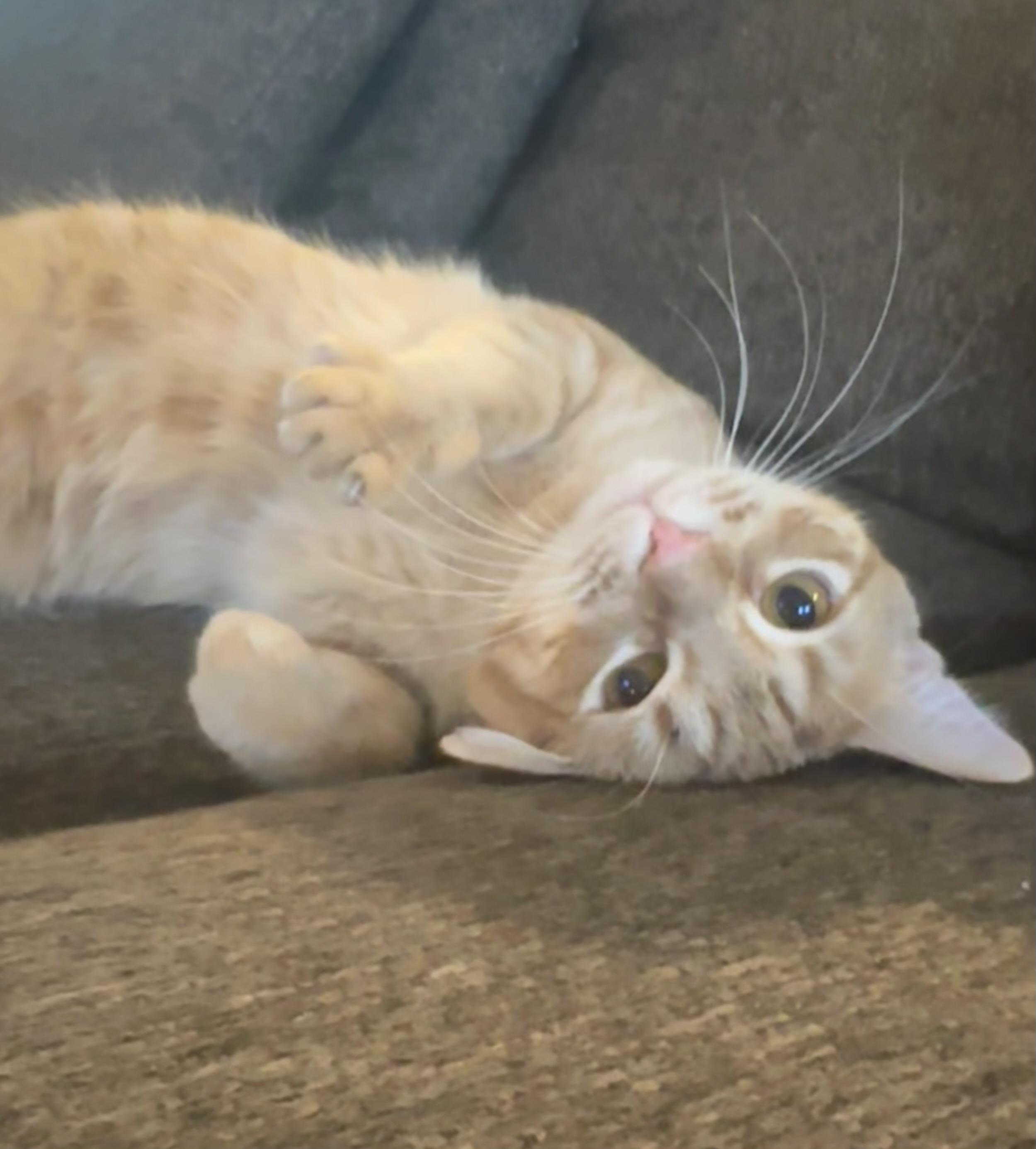 Wiggles (dog lover), a Adoptable Domestic Short Hair in Houston, TX image 2/5