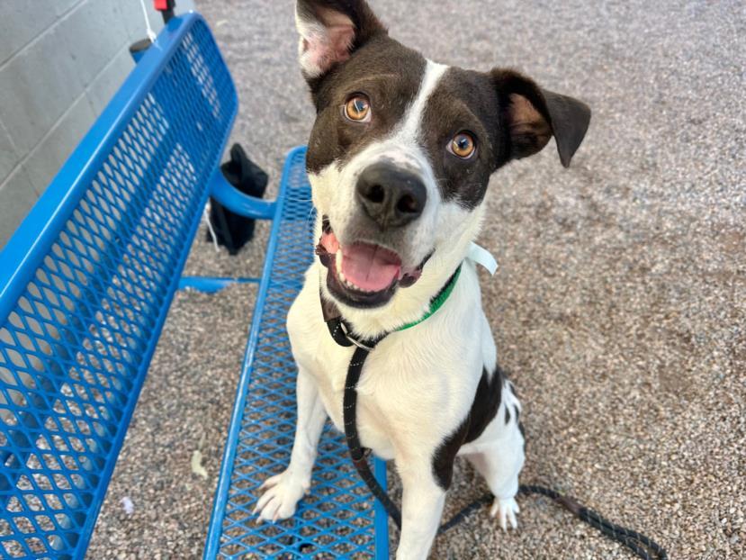 NUGGET, Adoptable, Adult Male Pit Bull Terrier.