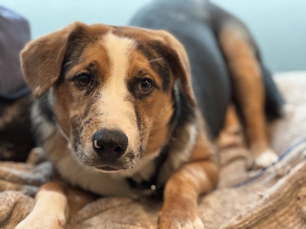 Ekko, Adoptable, Young Male Australian Cattle Dog / Blue Heeler.