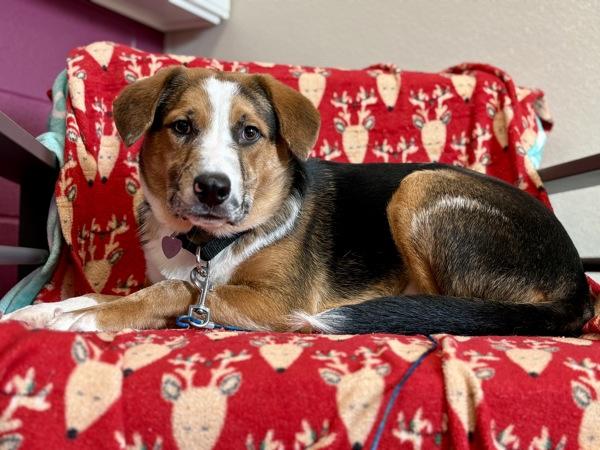 Enlarge Ekko, a Adoptable mixed breed in Portland, OR image 2/3