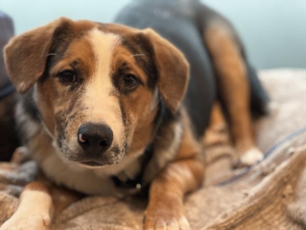 Enlarge Ekko, a Adoptable mixed breed in Portland, OR image 3/3