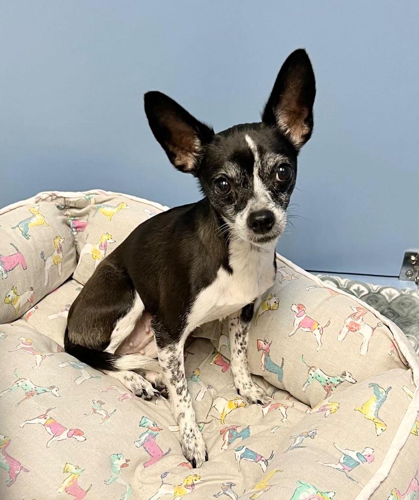 Hallie, Adoptable, Adult Female Chihuahua.