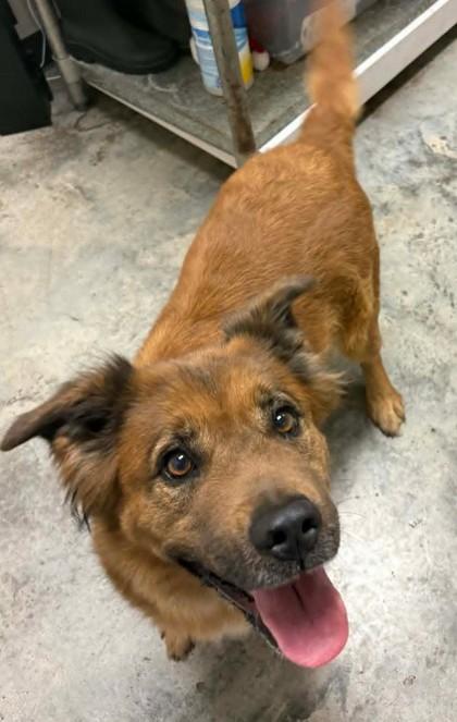 Harriet, Adoptable, Adult Female Mixed Breed & Mixed Breed.