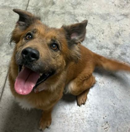 Enlarge Harriet, a Adoptable mixed breed in Lampasas, TX image 2/3