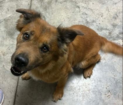 Enlarge Harriet, a Adoptable mixed breed in Lampasas, TX image 3/3
