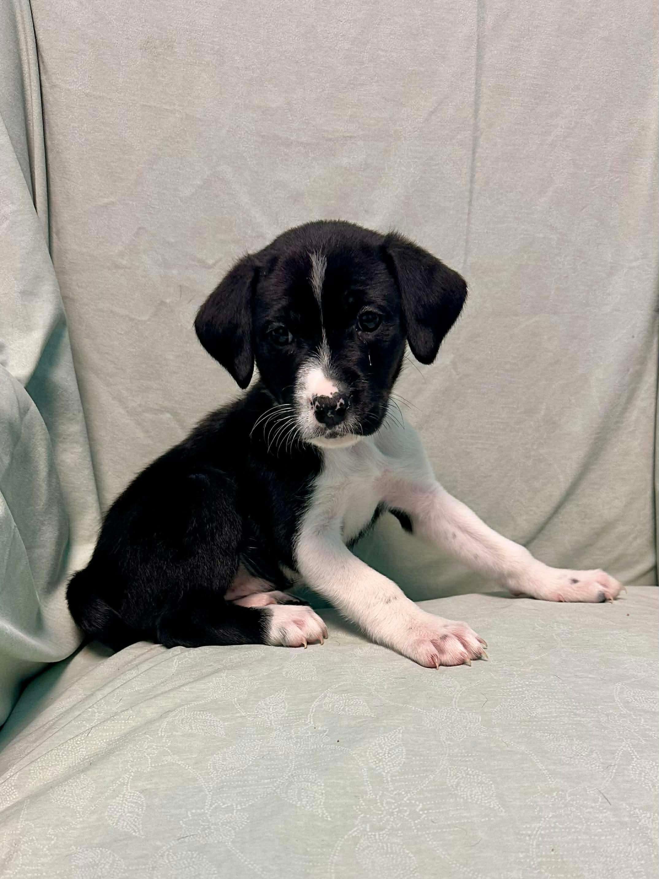 Ruby, Adoptable, Puppy Female Saint Bernard.