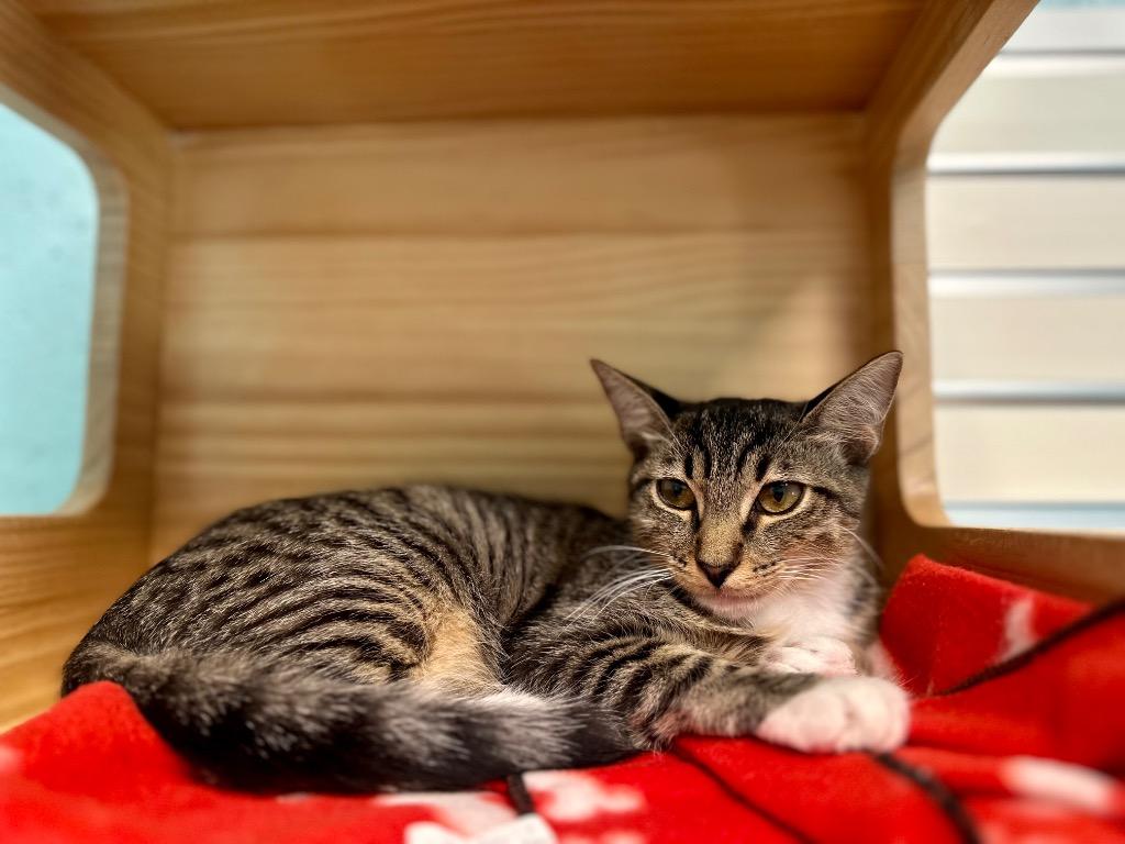 Enlarge Audrie, a Adoptable mixed breed in Cape Coral, FL image 1/1